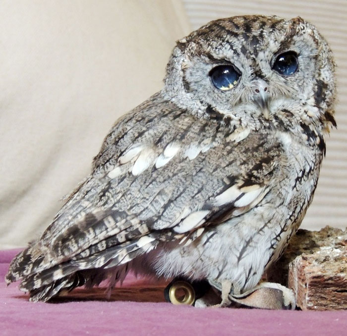 Zeus owl buho stars estrellas 4