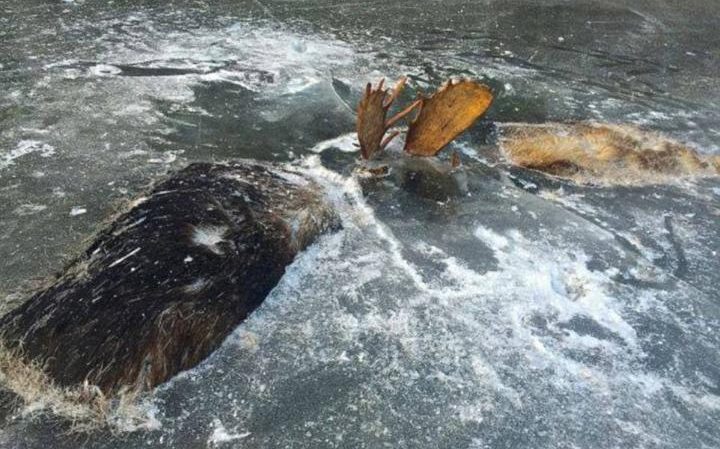 alces congelados hielo
