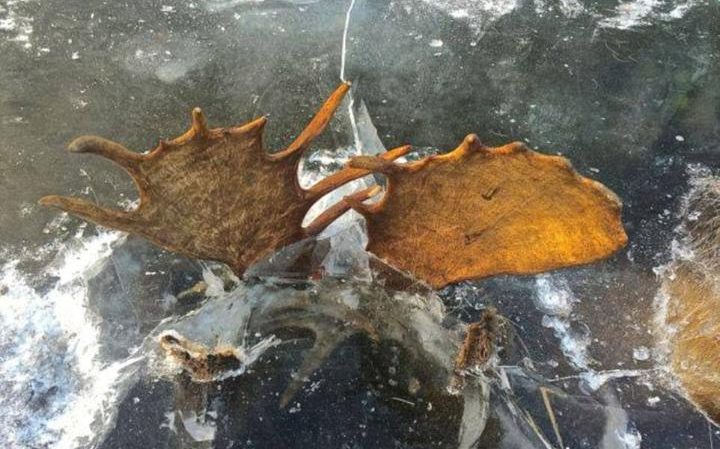 alces congelados hielo 2