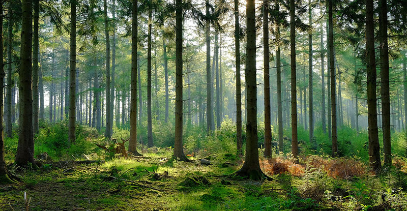 bosque