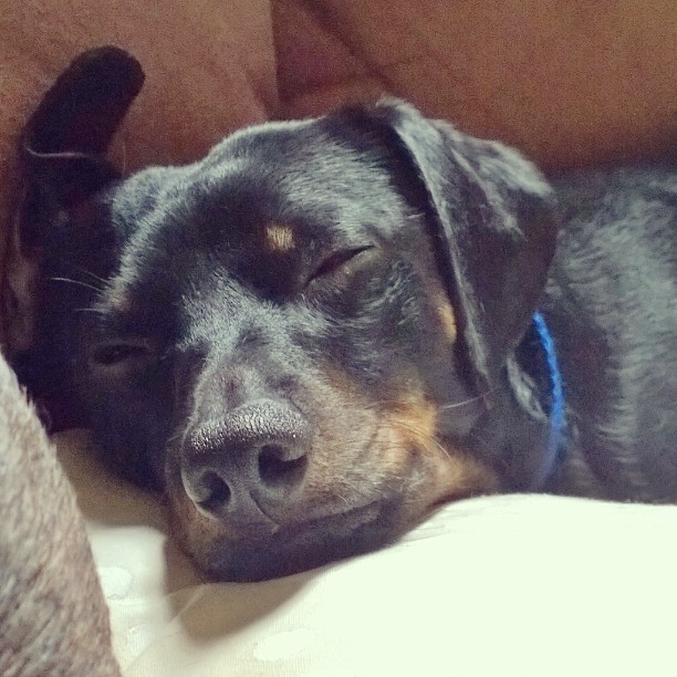 dreamdog culturainquieta