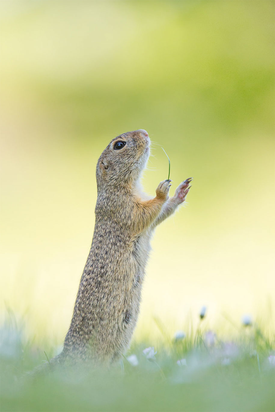 finalistas wildlife comedy 05