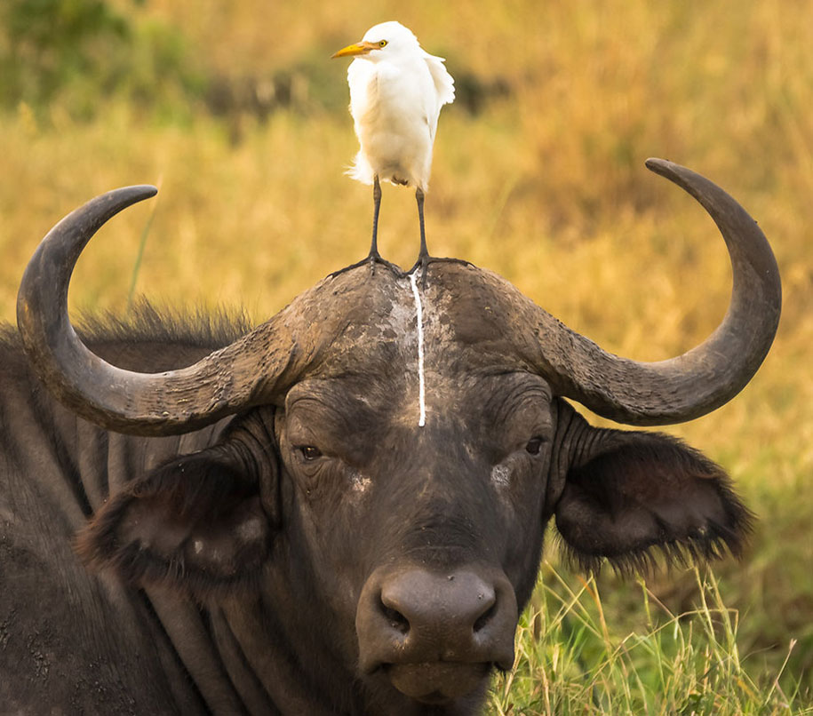 finalistas wildlife comedy 10