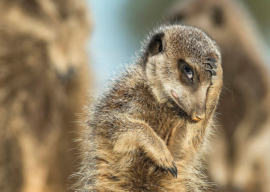finalistas wildlife comedy 11