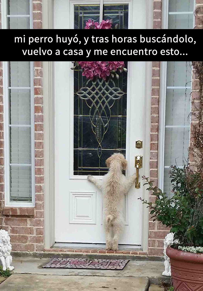 fotos divertidas perros