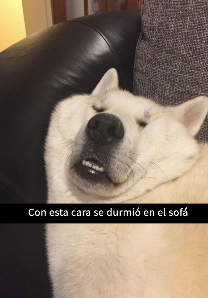 fotos divertidas perros 10