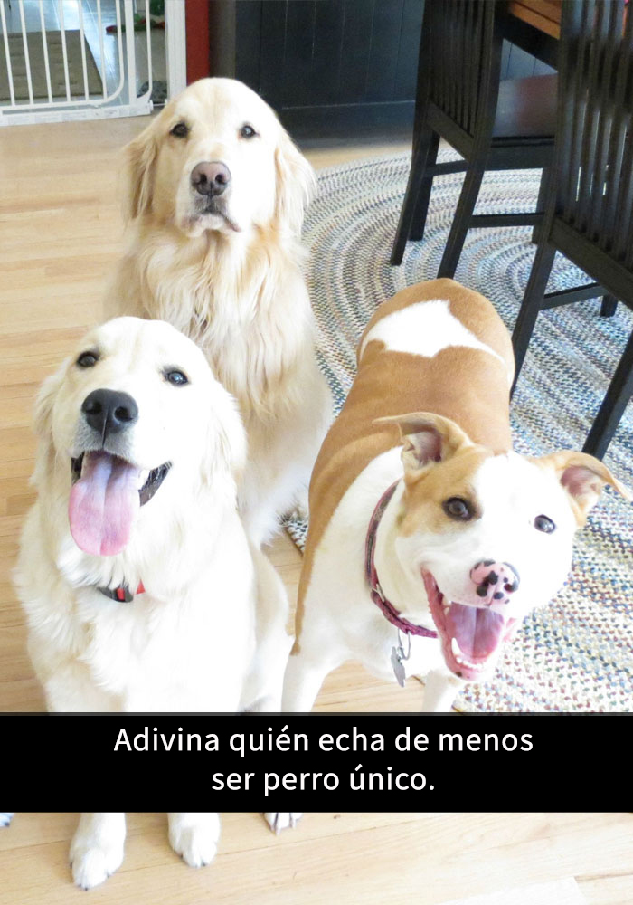 fotos divertidas perros 11