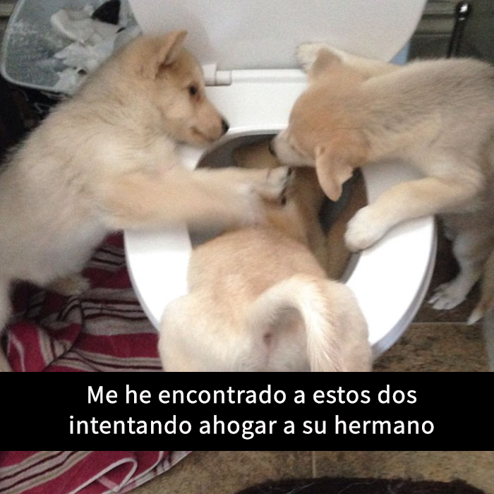 fotos divertidas perros 12