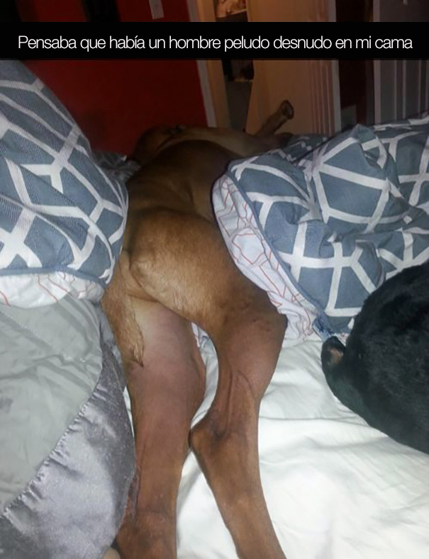fotos divertidas perros 13