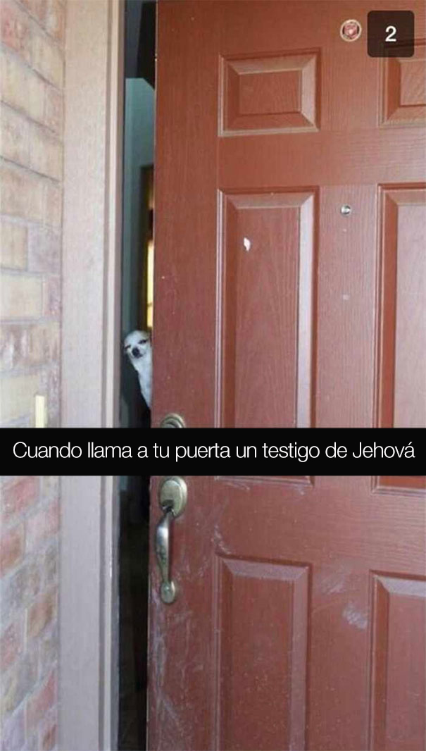 fotos divertidas perros 14