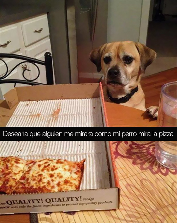 fotos divertidas perros 15