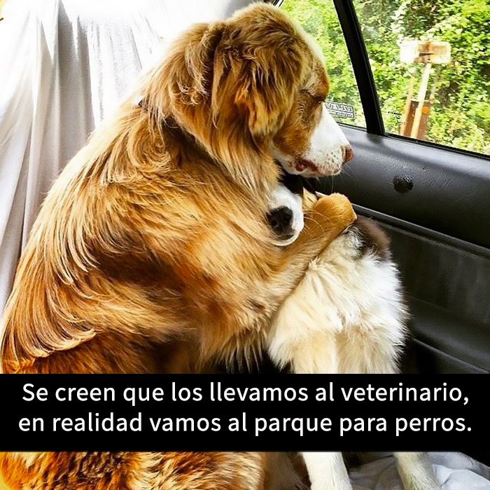 fotos divertidas perros 2