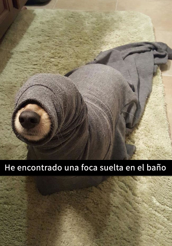 fotos divertidas perros 3