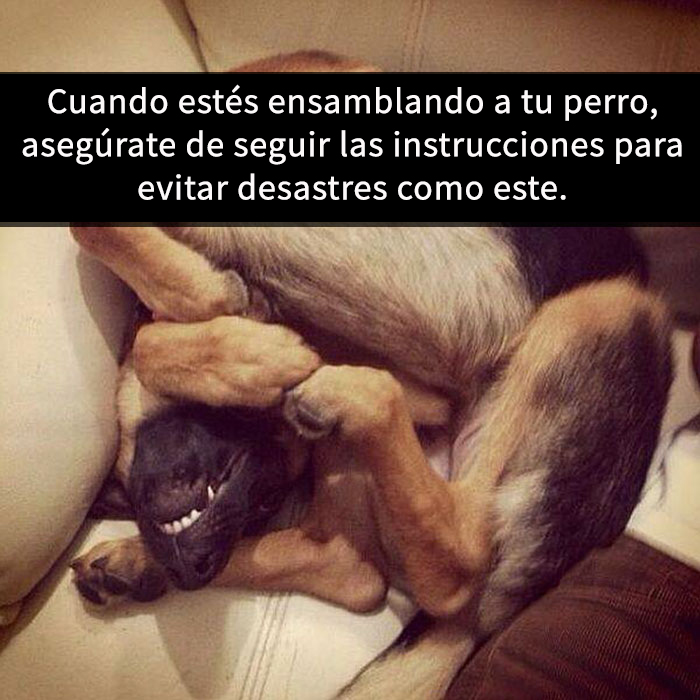 fotos divertidas perros 4