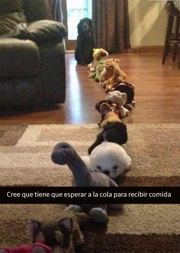 fotos divertidas perros 5