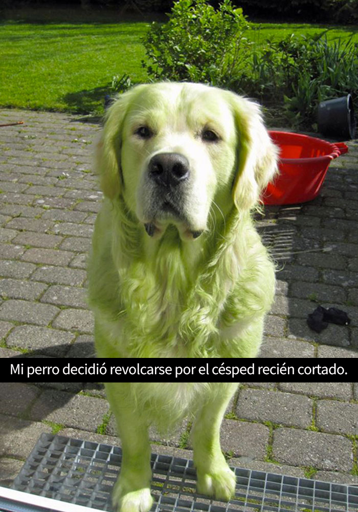 fotos divertidas perros 6