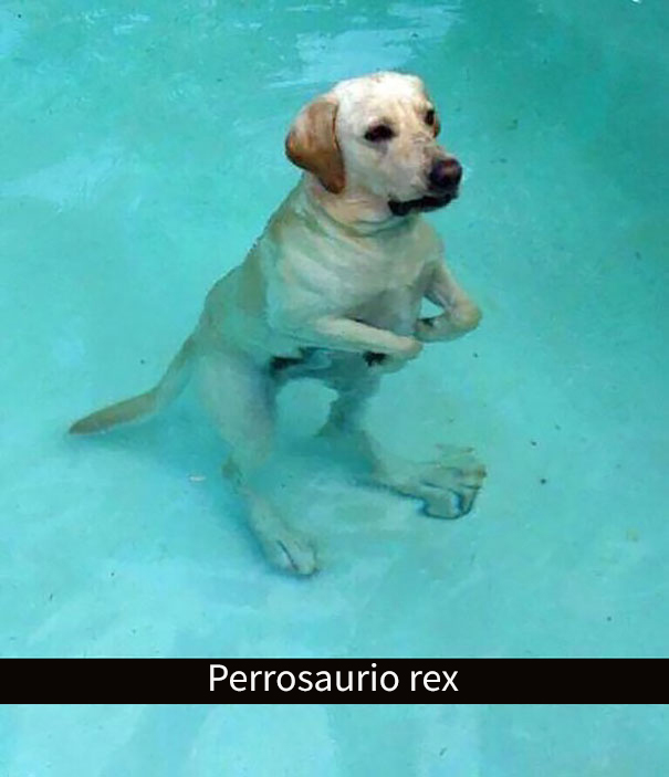 fotos divertidas perros 7