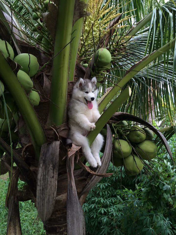 husky fotomontajes divertidas perros