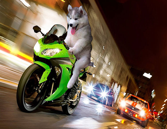 husky fotomontajes divertidas perros 13