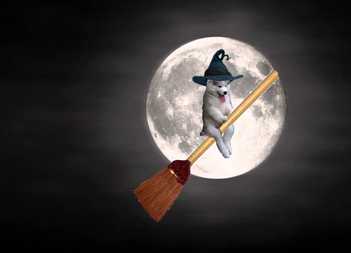 husky fotomontajes divertidas perros 15