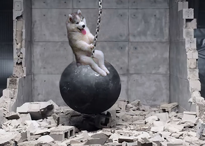 husky fotomontajes divertidas perros 2
