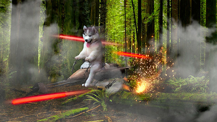 husky fotomontajes divertidas perros 4