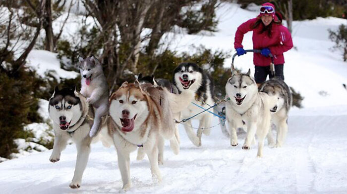 husky fotomontajes divertidas perros 5