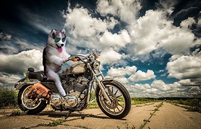 husky fotomontajes divertidas perros 6