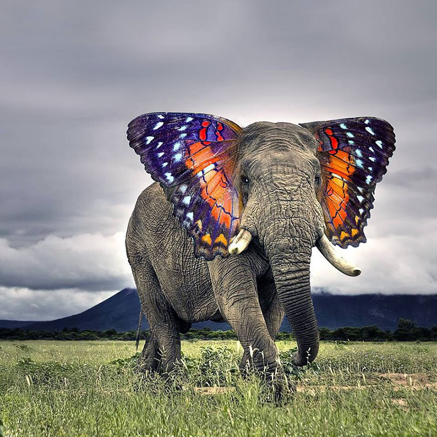 hybrid creature criatura hibrido animal photoshop