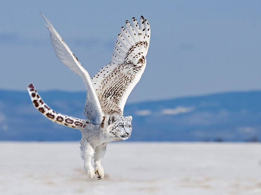 hybrid creature criatura hibrido animal photoshop14