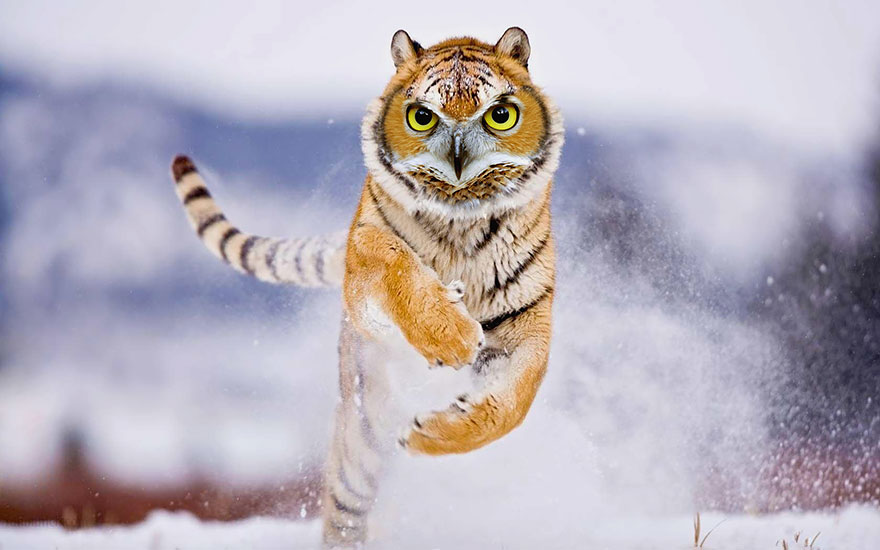 hybrid creature criatura hibrido animal photoshop15