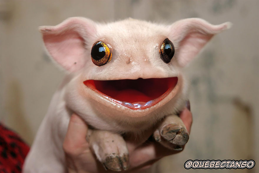 hybrid creature criatura hibrido animal photoshop20