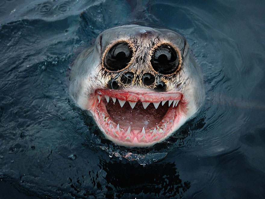hybrid creature criatura hibrido animal photoshop26