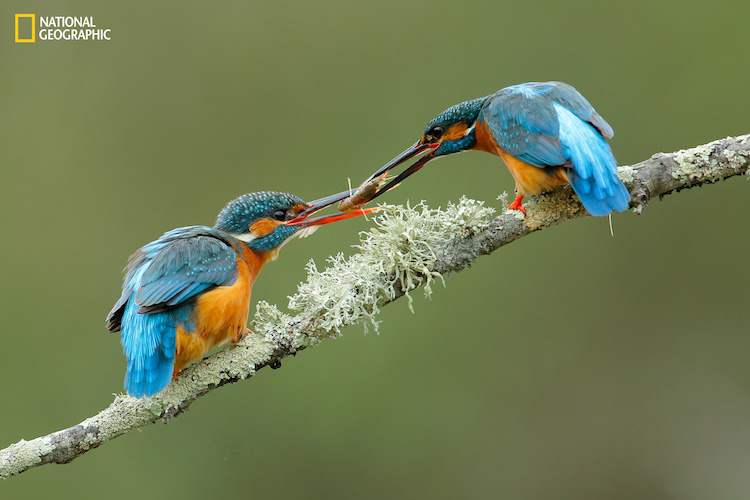 national geographic nature 2016 01