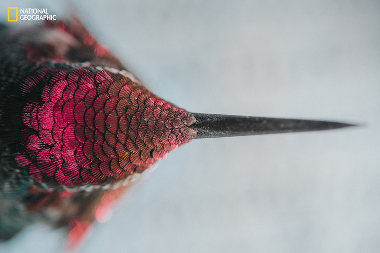 national geographic nature 2016 02