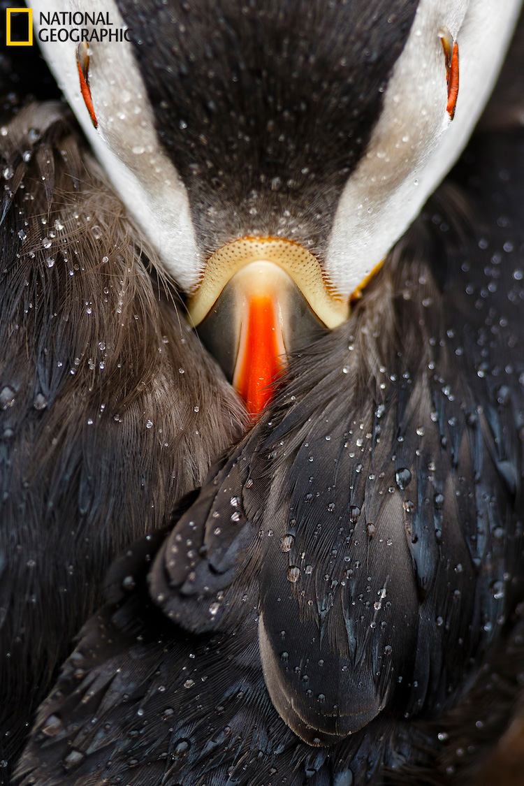 national geographic nature 2016 03