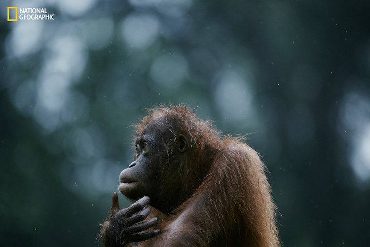 national geographic nature 2016 05