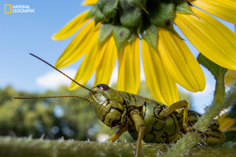 national geographic nature 2016 06