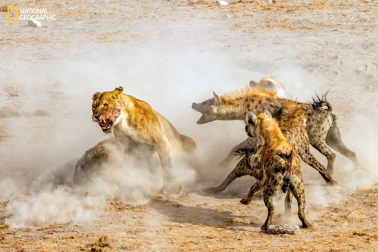 national geographic nature 2016 11