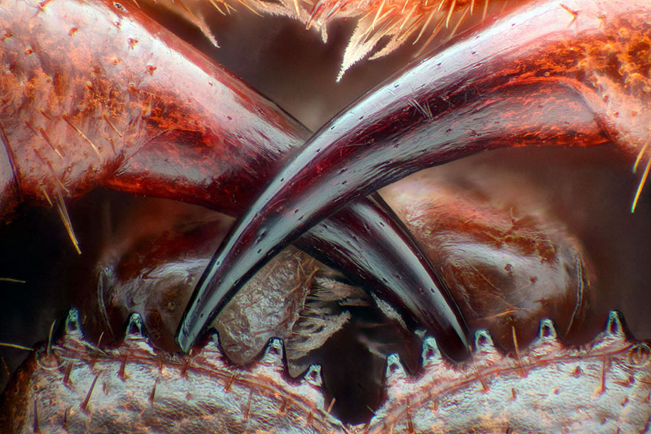 nikon small world photo contest 2016 11