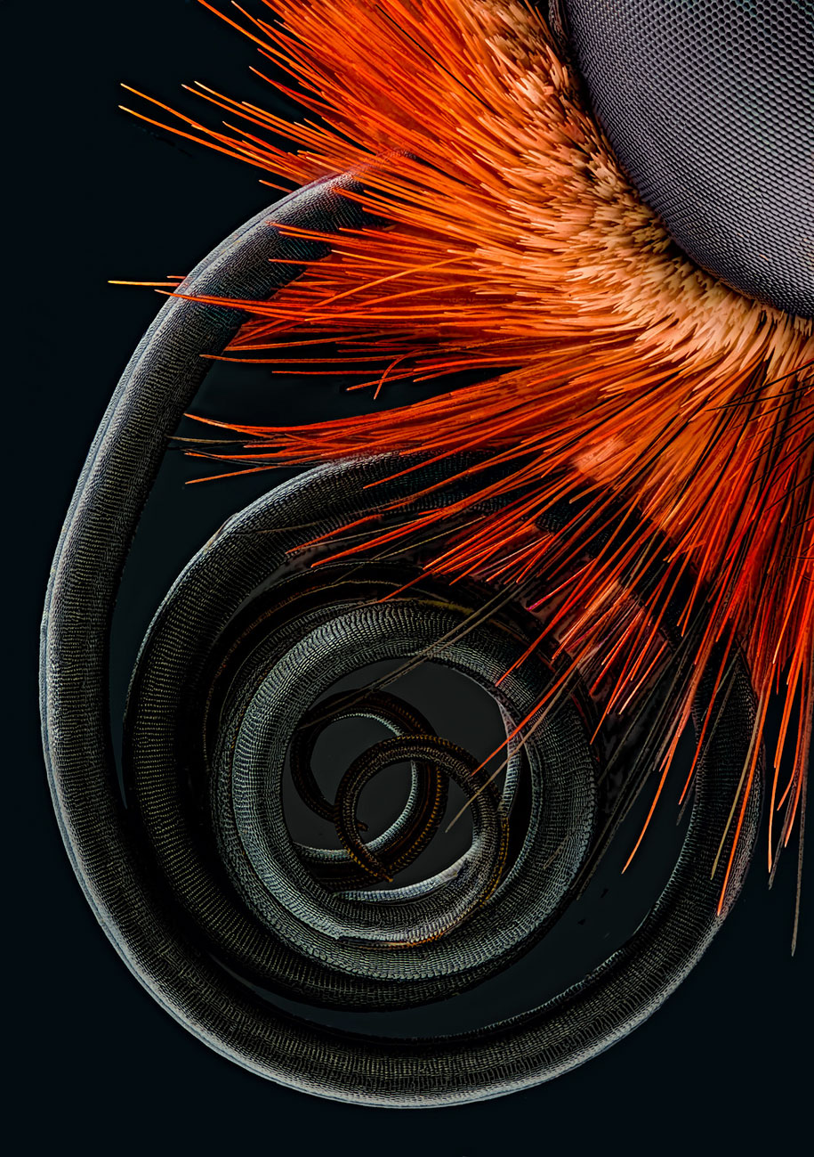 nikon small world photo contest 2016 16