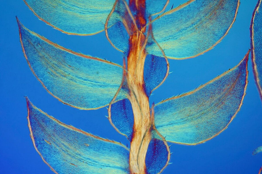 nikon small world photo contest 2016 2