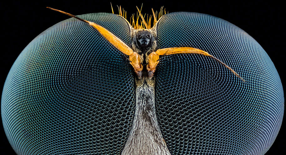 nikon small world photo contest 2016 22