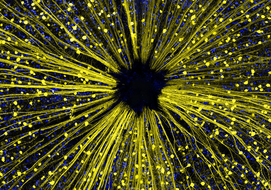 nikon small world photo contest 2016 26
