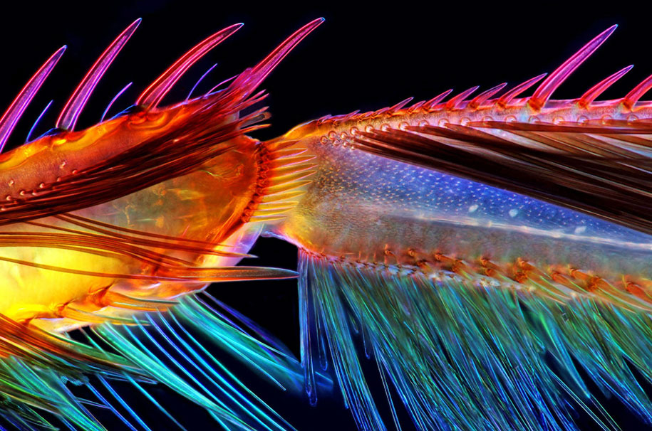 nikon small world photo contest 2016 27
