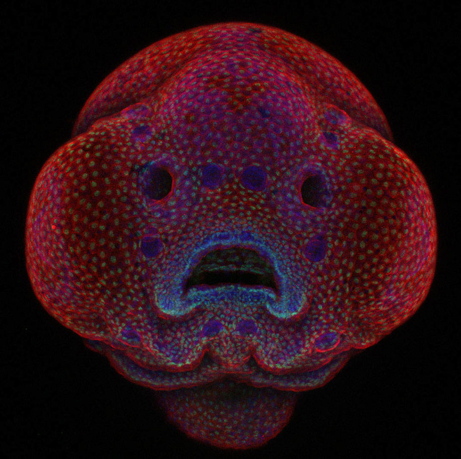nikon small world photo contest 2016 30