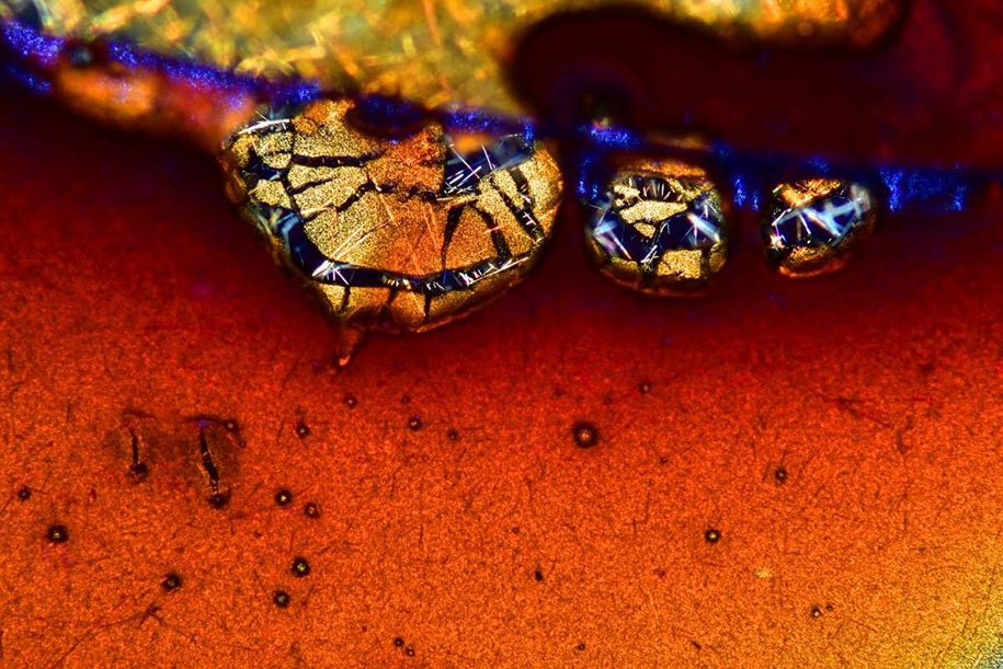 nikon small world photo contest 2016 31