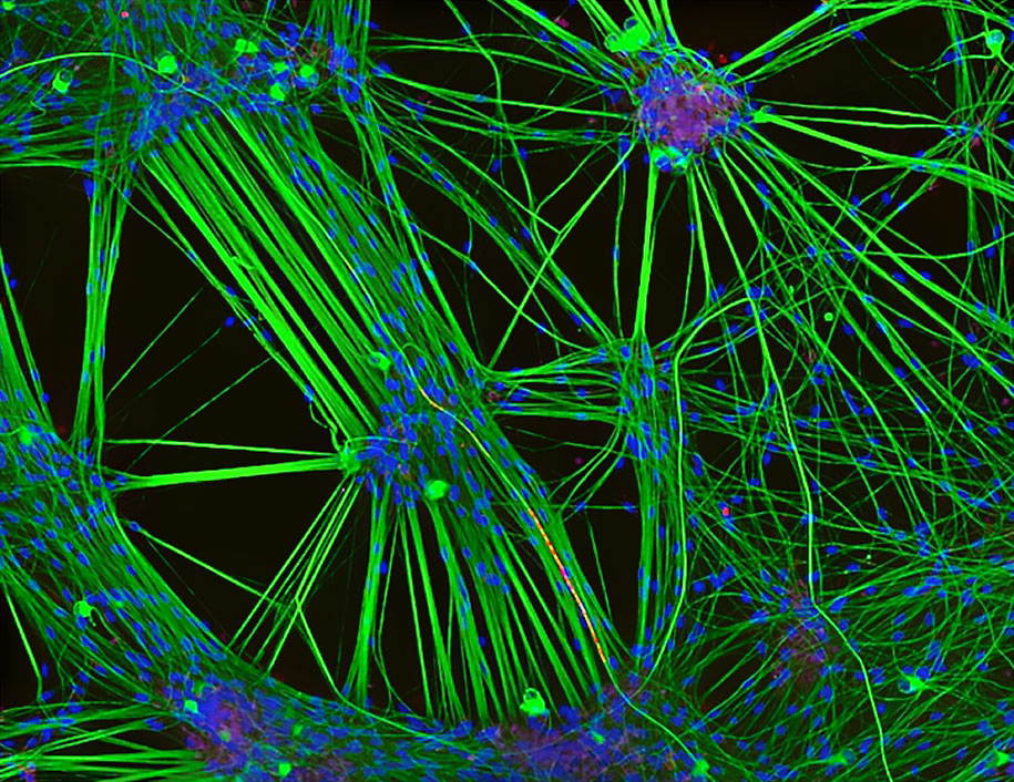 nikon small world photo contest 2016 32