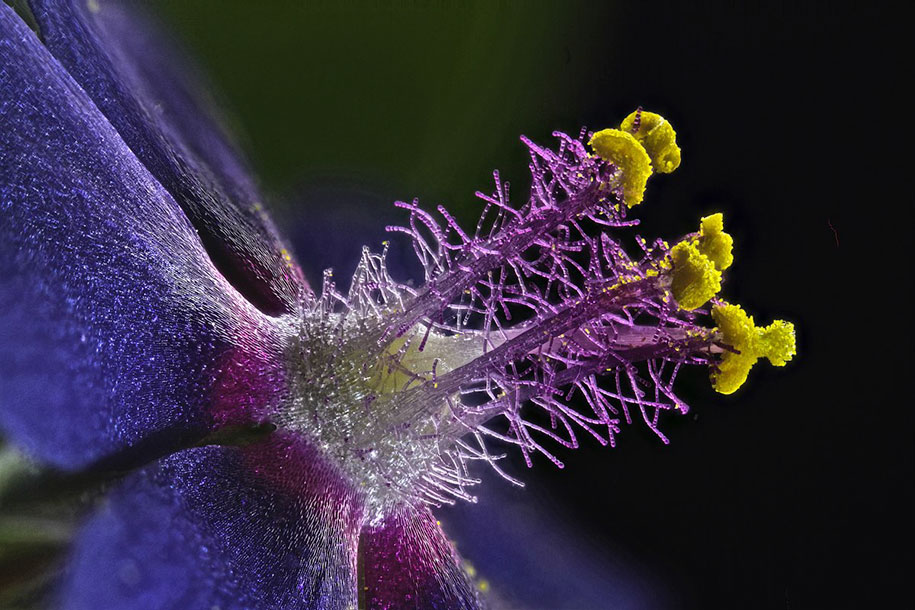 nikon small world photo contest 2016 7