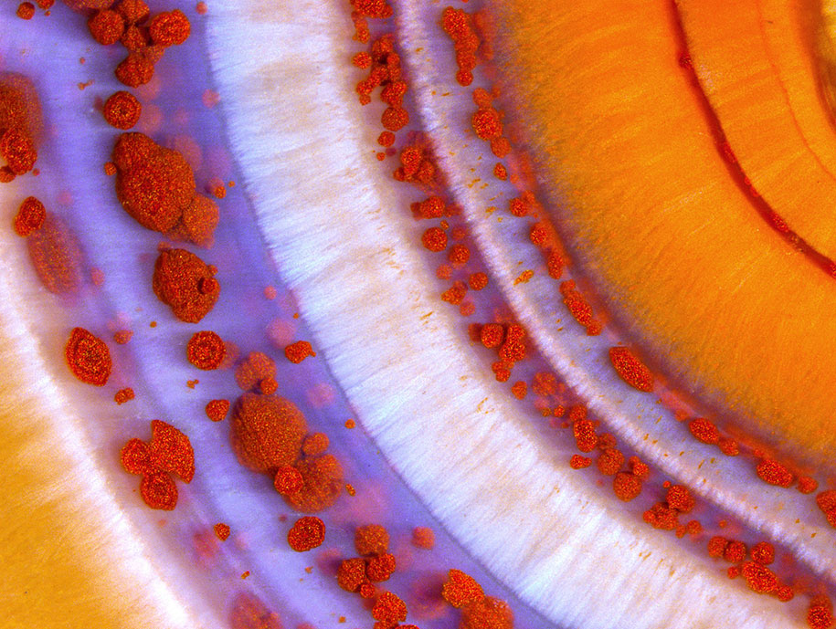 nikon small world photo contest 2016 8
